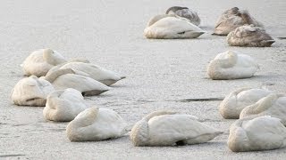 zzzな白鳥　盛岡の白鳥飛来地＜高松の池＞ パート2　 | 盛岡 ホテルエース盛岡 観光おすすめ情報