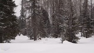 Тихий снегопад в зимнем лесу| Silent snowfall in the winter forest | Relaxing (NO MUSIC)