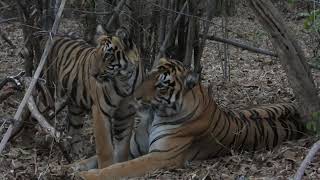 Tigress Choti Madhu cuddling her cub at Devada Adegaon Zone - Tadoba Andhari Tiger Reserve (TATR)