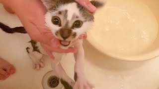 First Bath For Rescued Kitten And Its Cutest Meow