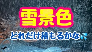 雪景色❄朝までどれだけ積もるかな？固定カメラチャット部屋2025.1.8(水)PM6：30～