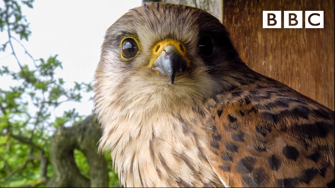 Live Springwatch Day 13 рџњ 2021 рџђј Bbc Youtube