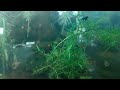 self feeding pea puffer tank setup two years without feeding how