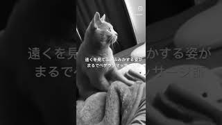 遠くを見てふみふみする姿がベテランマッサージ師のような猫ジョアン