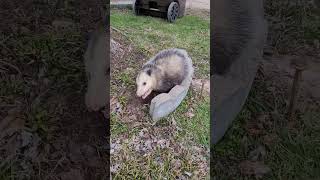 Possum In My Trash Can! #missouri #trapping #pestcontrol