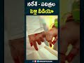 shorts నరేష్ పవిత్ర పెళ్లి వీడియో naresh pavitra lokesh marriage video big tv