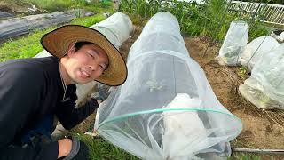 【すいか】家の生ゴミで土づくりして、大きいスイカをゴロゴロ収穫する方法！【家庭菜園】