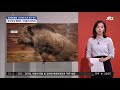 강지영 talk쏘는 정치 최근 부산서 멧돼지 83마리가…늘어난 도심 출몰