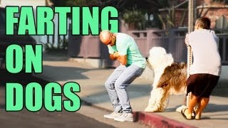 Farting On Dogs Again