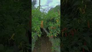 Atasi daun rontok #viral #petani #petanicabai