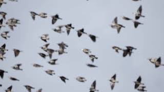 【4K】北海道　野鳥　ムクドリの大群