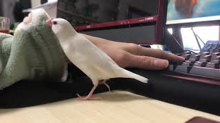 仕事見守り文鳥・ぽかぽか機能付き