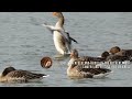 grauwe gans graylag goose