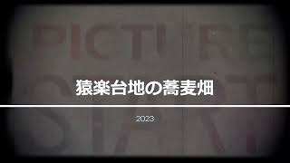 #猿楽台地の蕎麦畑 2023