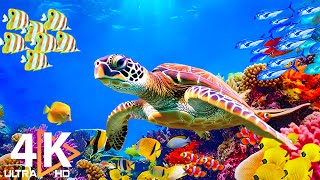 [NEW] 3HRS Stunning 4K Underwater Wonders + Mesmerizing Marine Life with Calming Music