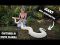 HUGE Boa Constrictor living in someones backyard!