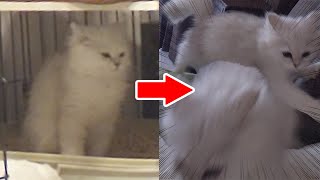 うんこ直後の子猫のテンションが高すぎる