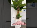 🪴create your oasis stunning artificial bonsai tree from various plants 丨interior design home decor