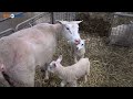 schattig tientallen lammetjes geboren bij schapenhouderij in uithuizen