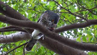 公鳳頭蒼鷹吃斑鳩---永康菩提寺