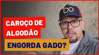 Tudo sobre CAROÇO DE ALGODÃO para BOVINOS DE CORTE