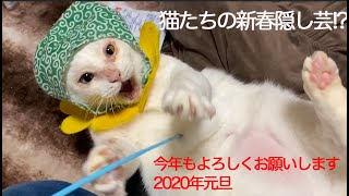 珍妙猫たち、2020年新春の縁起物を披露する Happy New Year from my funny cats 2020