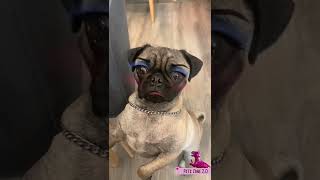 Funny Dogs Videos 🐕 and Cute Dog 🐕 Clips #Shorts