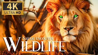 Safari Encouter Wildlife 4K 🐾 Discovery Beautiful Animals Movie with Smooth Relax Piano Music
