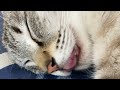 猫のむにゃむにゃasmr