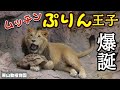 2024年を振り返るコンカロン的zooトピックス🦁🐯