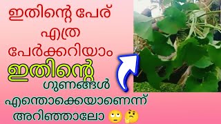 ഇതിന്റെ ഗുണങ്ങൾ എന്തൊക്കെയാണെന്ന് അറിഞ്ഞാലോ 🙄🤔✌️