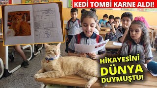 Kedi Tombi Karne Aldı...Fenomen Kedi Tombi'nin Dersleri \