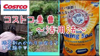 【コストコ重曹☆活用法】「除草剤」になる？？実験中です※詳細はYouTube『もりのぶいろぐ』をみてね💐🌑説明から飛べます✨