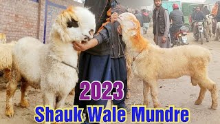 Mundre Chatre Shauk wale | dig size | Mundre Chatre 2023 | LAHORI SHAUK | Shahpur Kanjra Mandi