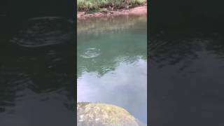 Stream Fishing Taiwan好刺激大苦花搏魚HD