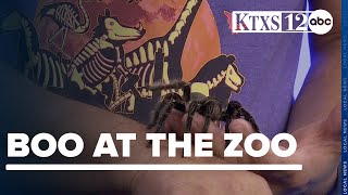 Abilene Zoo visits KTXS with some creepy creatures