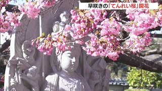 早咲きの“てんれい桜”が見頃…先々代の“てんれい和尚”が友人にもらい受けた河津桜　三重県志摩市の大慈寺