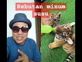 Anak harimau rebutan minum susu #tiger #animals