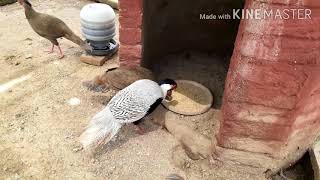 Silver pheasant male and female.