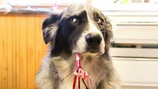 Funniest Animals 😄 New Funny Cats and Dogs Videos 😹🐶 2025 - Ep.02