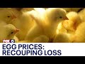 Amid soaring egg prices, Wisconsin chicken ownership 'real trendy' | FOX6 News Milwaukee