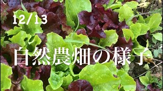 【自然農】自然農畑の様子　レタス、白菜の菜の花、ラディッシュ、野沢菜、宮重大根