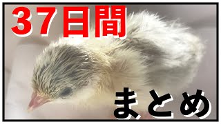 【ヒメウズラ】４号ちゃん生後３７日間のまとめ（BGMなしver.）