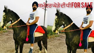 62 ਇੰਚ ਦੀ ਘੋੜੀ ਸਮੁੰਦਰ ਘੋੜੇ ਦੀ ਧੀ ਨੁਕਰੇ ਬੱਚੇ ਦੇਣ ਵਾਲ਼ੀ ਚੰਬੀ ਘੋੜੀ For Sale