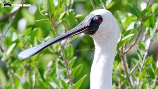 Black-faced spoonbill | Birdsong