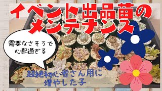 ｟多肉植物｠11月13日小さいイベントに出品する🐾‼️普及種ばっかりで心配すぎる💦💦超絶初心者さん用に増やしたからー😂ちょっと後悔😇需要ないんやろなぁ😩｟品種紹介｠～私も参加出来たらいいな♥～