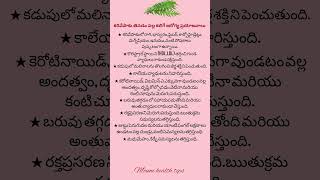 కరివేపాకు తినడం వల్ల కలిగే ఆరోగ్య ప్రయోజనాలు..//curry leaves benfits for health..