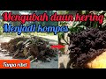 Padahal cuma di kumpulkan sudah jadi kompos||begini cara membuat kompos dari daun kering tanpa ribet