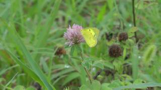 花の蜜を吸うモンキチョウ eastern pale clouded yellow(Colias erate)