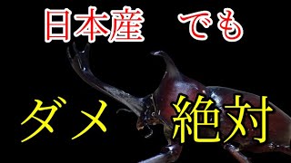 【ゆっくり解説】#13 買ったカブトムシを絶対に逃がしてはいけない理由